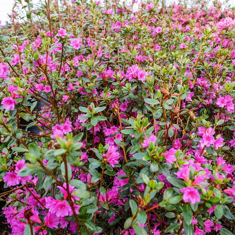 Azalia japońska Amoenum (C2)