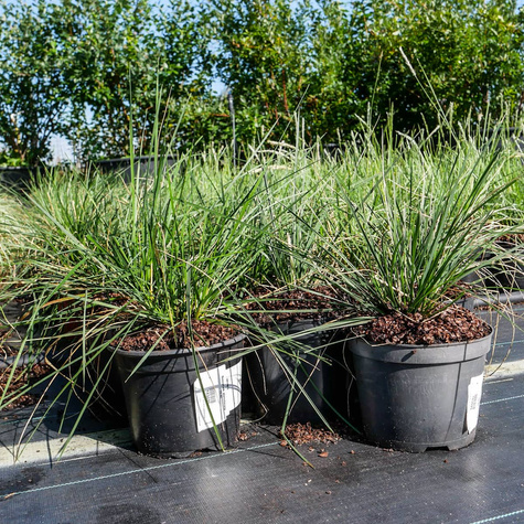 Sesleria jesienna (C2)