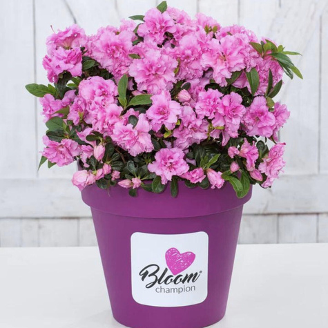 Mini Azalia BloomChampion Fioletowa powtarzająca kwitnienie (C2)