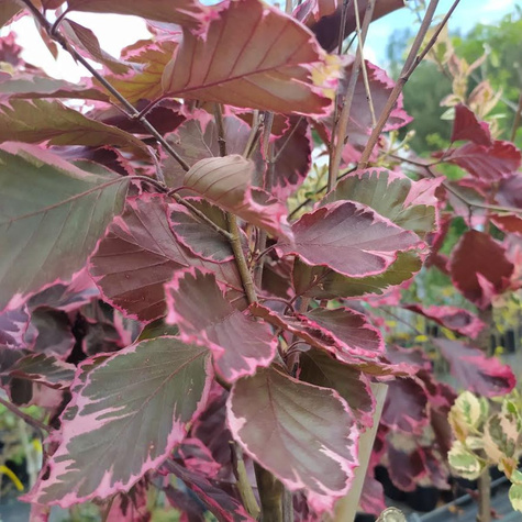 Buk pospolity Tricolor