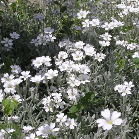 Rogownica kutnerowata (C2)