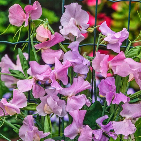 Groszek pachnący biało-różowy Pansy Lavender Flush 2g