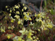 Epimedium pstre Sulphureum (C2)