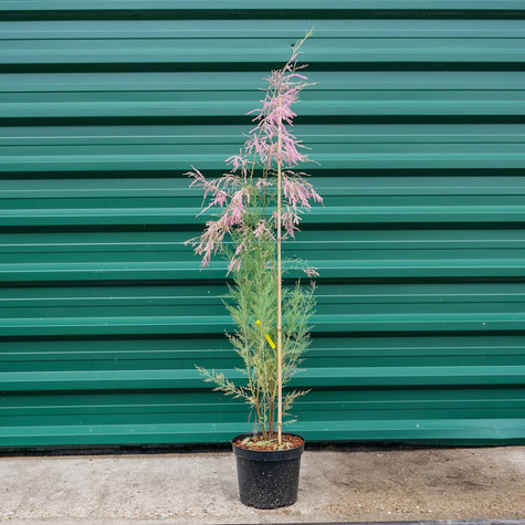 Tamaryszek francuski (C2)