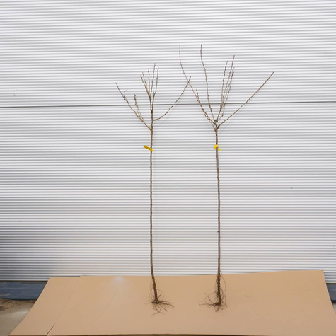 Agrest czerwony Spine Free bezkolcowy na pniu Plant Pack