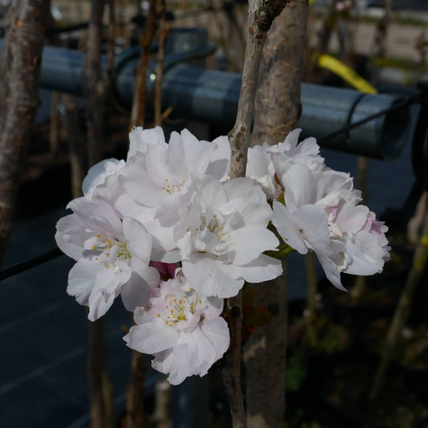 Wiśnia piłkowana Amanogawa kolumnowa zielona