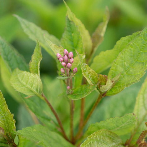 Sadziec dęty Baby Joe (C2)