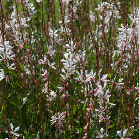 Gaura 0,4g