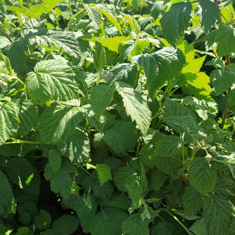 Malina Benefis w doniczce (C2)