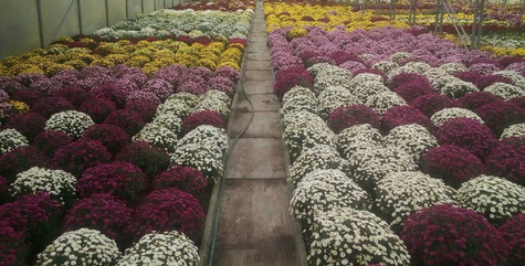 Chryzantema drobnokwiatowa Jasoda Purple sadzonki w doniczce P11