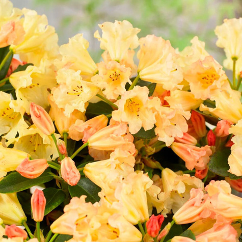 Rododendron 'Saffrano'