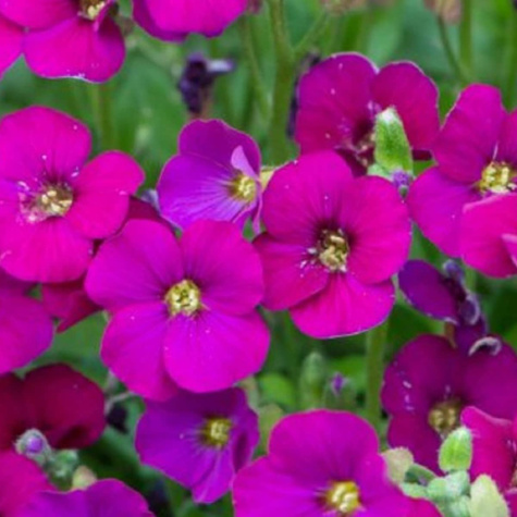 Żagwin Ogrodowy Cascade Rot