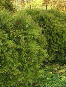 Thuja Tuja Żywotnik zachodni 'Umbraculifera'