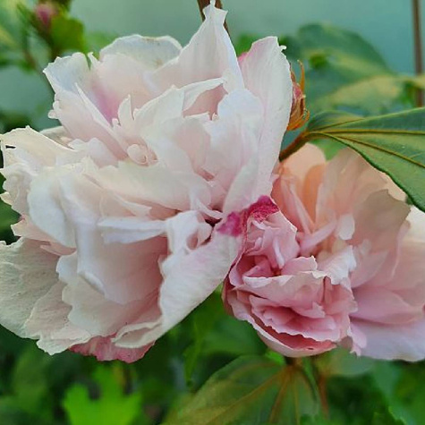 Ketmia syryjska Hibiskus Lady Stanley (P9)