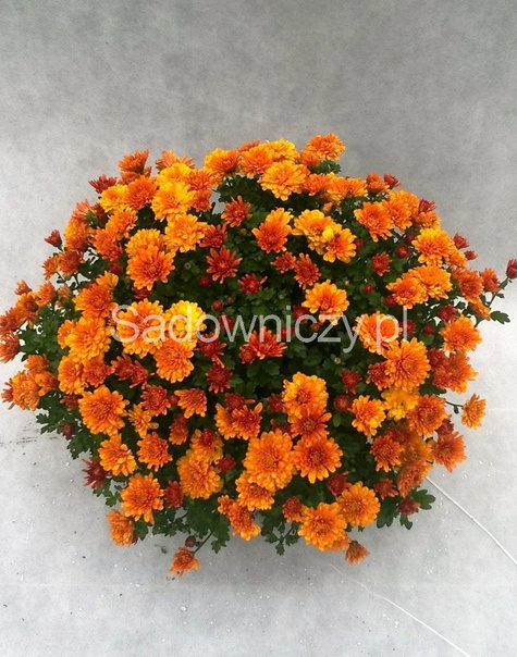 Chryzantema drobnokwiatowa ceglasta (C2) DUŻA ROŚLINA