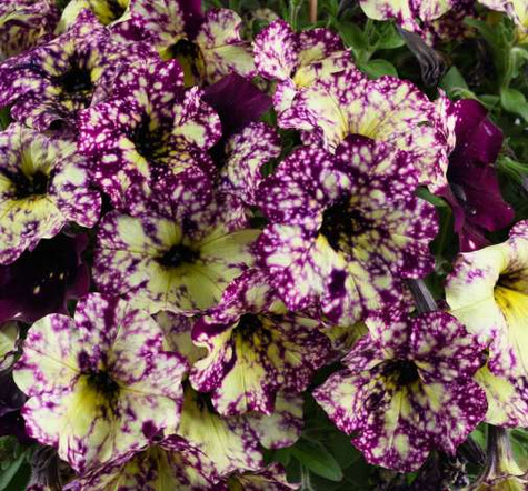 Surfinia purpurowa Magenta Mambo NOWOŚĆ