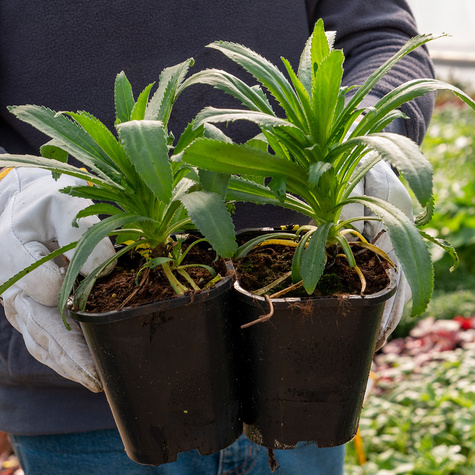 Złocień wielki Goldfinch (C2)