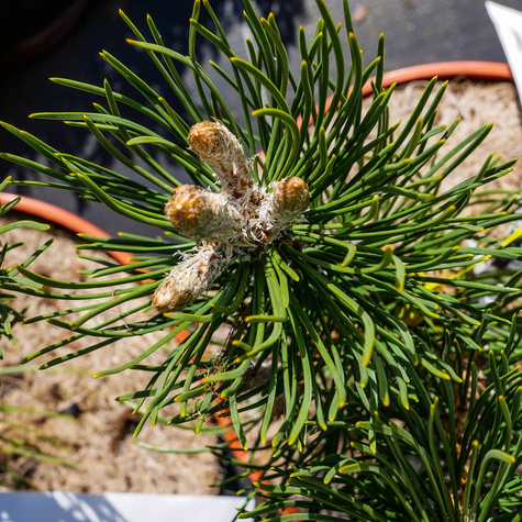 Sosna czarna Oregon Green szczepiona Pa 70-80