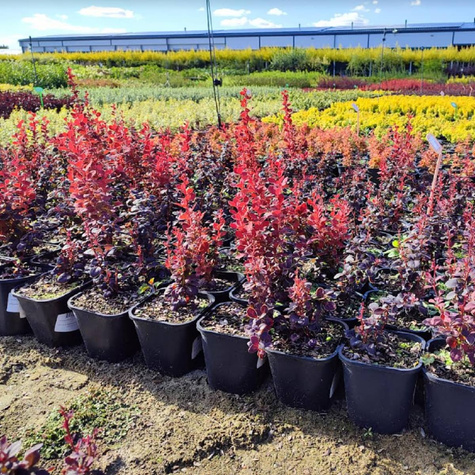 Berberys Thunberga Orange Pilar (C2)