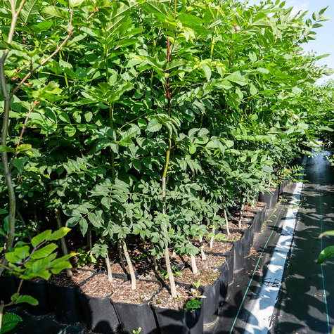 Jesion Wyniosły Drzewo miododajne (C2)