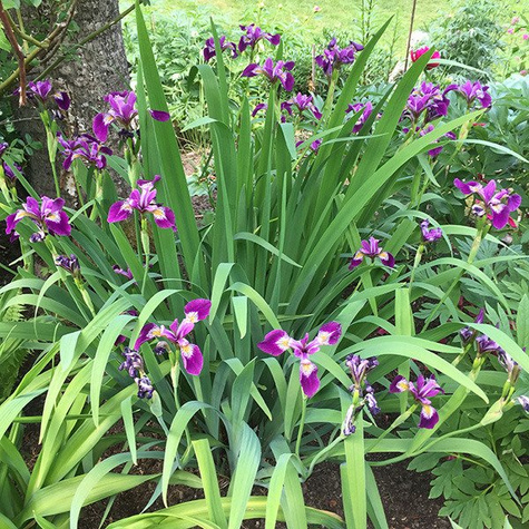 Irys syberyjski Kosaciec Currier