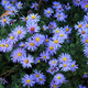 Aster krzaczasty Lady in Blue (C2)