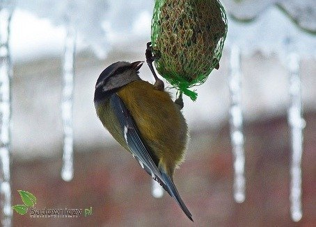 POKARM DLA PTAKÓW - ZESTAW 6 kul 100g (ME65)