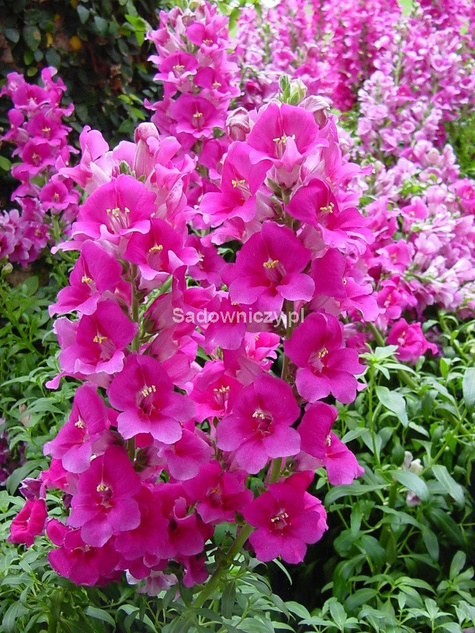 Lwia Paszcza karłowa Atos różowa Wyżlin 0,5 g