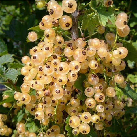 Porzeczka biała na pniu Plant Pack