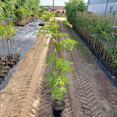 Grochodrzew Robinia akacjowa Akacja Cenny dla pszczół (C2)