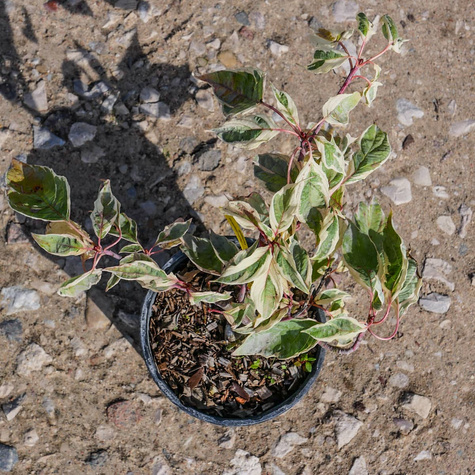 Dereń pagodowy Variegata (C2)