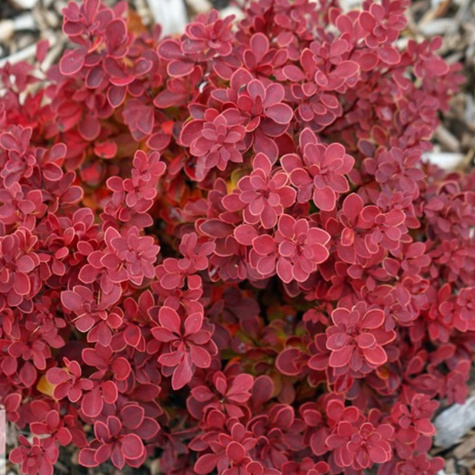 Berberys thunberga Red Hot Chili (P9)
