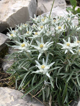 Szarotka alpejska 0,1g