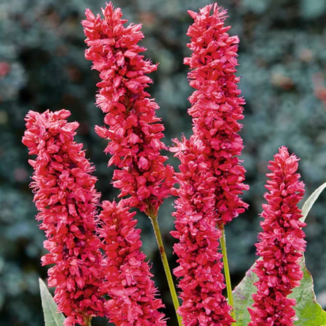 Rdest himalajski Fat Domino (C2)