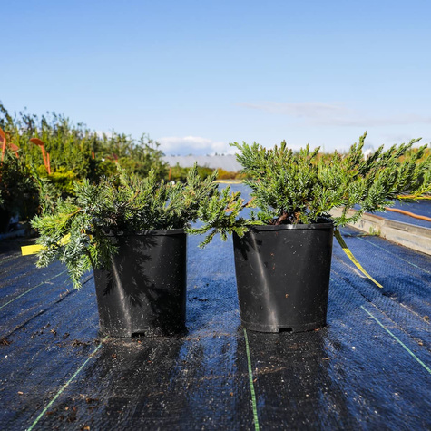 Jałowiec łuskowaty Blue Carpet niebieski dywan (C2)