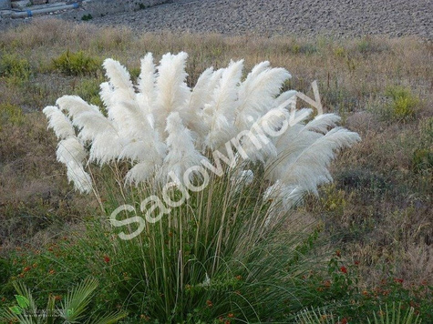 Trawa pampasowa 0,1g