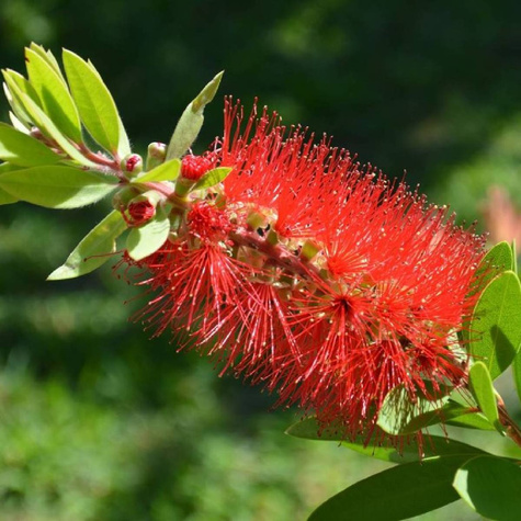 Kuflik cytrynowy Splendens (P9)