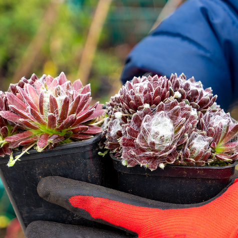 Rojnik pajęczynowaty Rubrum