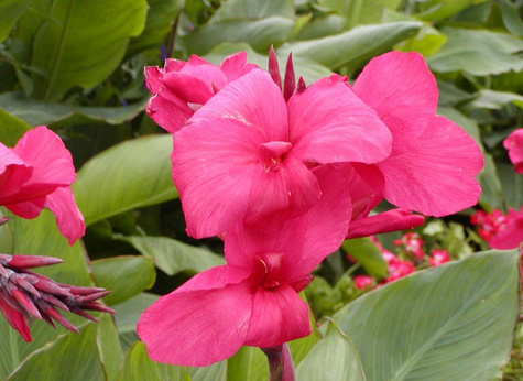 Zestaw 2 szt. Kanny Kanna żółta i różowa Paciorecznik Canna C2