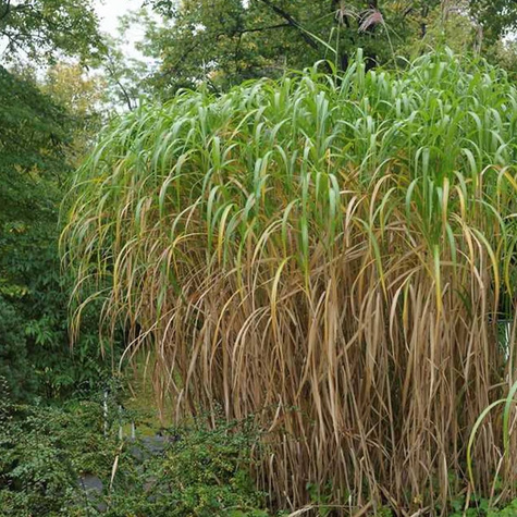 Miskant kwiecisty (C2)