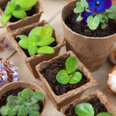 Doniczka torfowa kwadratowa 6x6cm