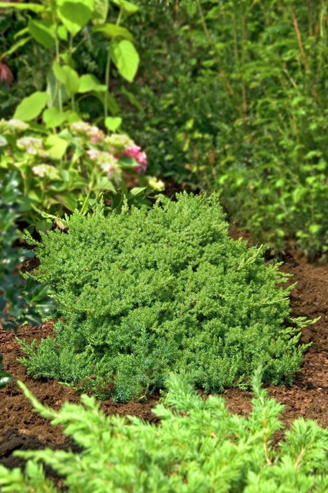 Jałowiec rozesłany Nana