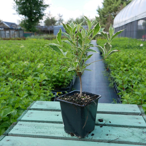 Krzewuszka cudowna Variegata (P9)