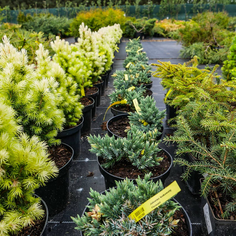 Jałowiec łuskowaty Floreant