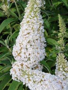 Budleja Dawida 'White Profusion' biała (C2)