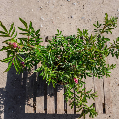 Róża Dart's Defender 'Defender'