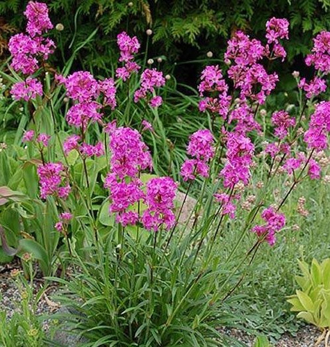 Firletka smółka różowa 0,5g Plantico