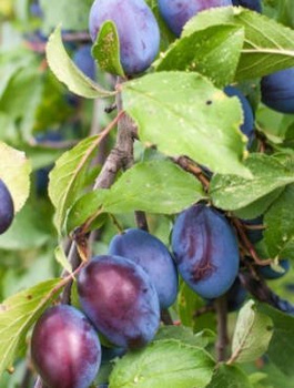 Śliwa Węgierka Dąbrowicka Plant Pack