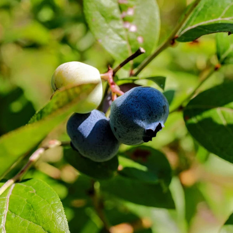 Borówka amerykańska wysoka Bonifacy średnio wczesna