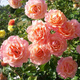 Róża rabatowa ŁOSOSIOWA
